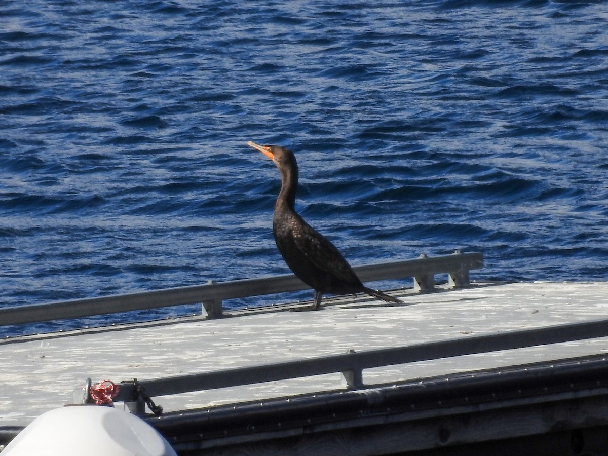 Double-crested Cormorant - ML643246600