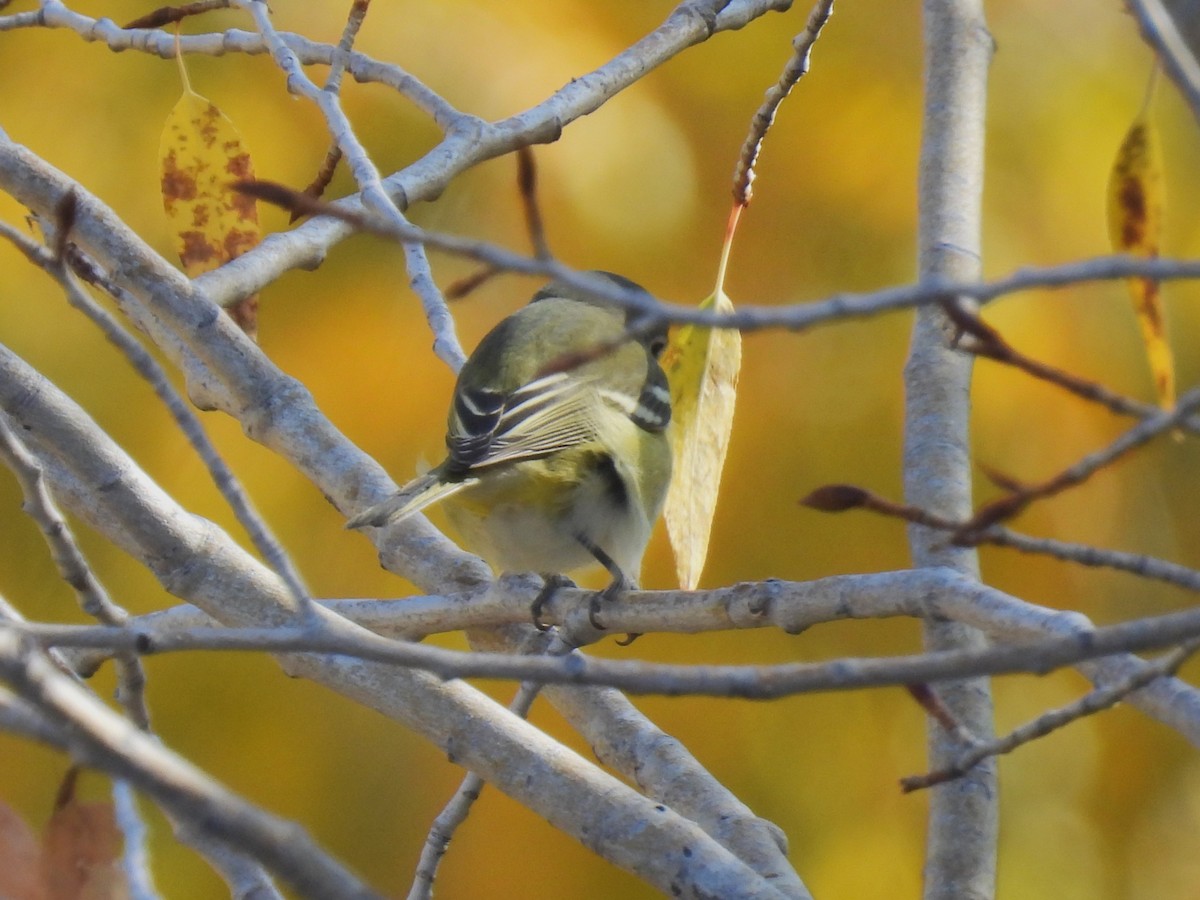 Vireo de Cassin - ML643246605