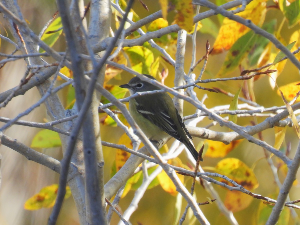 Vireo de Cassin - ML643246607