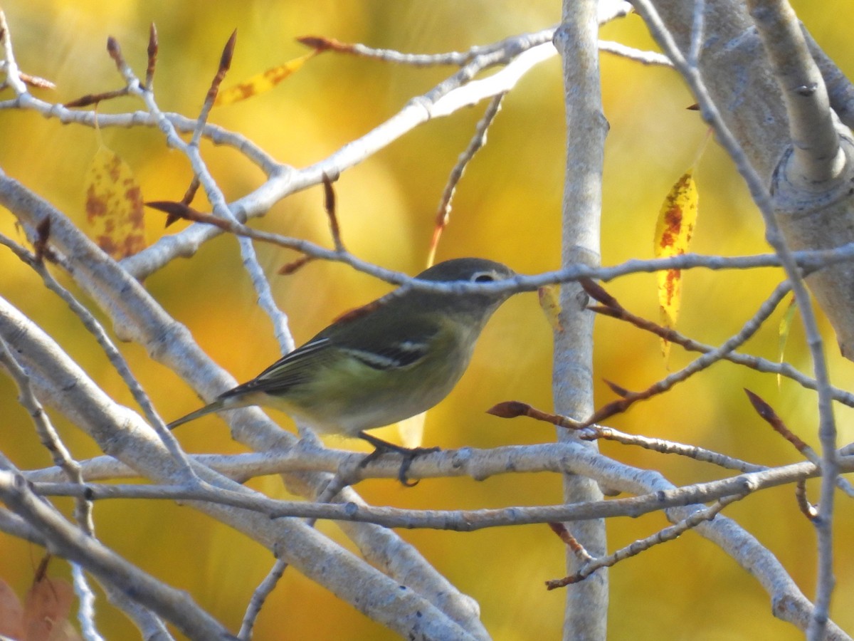 Vireo de Cassin - ML643246608