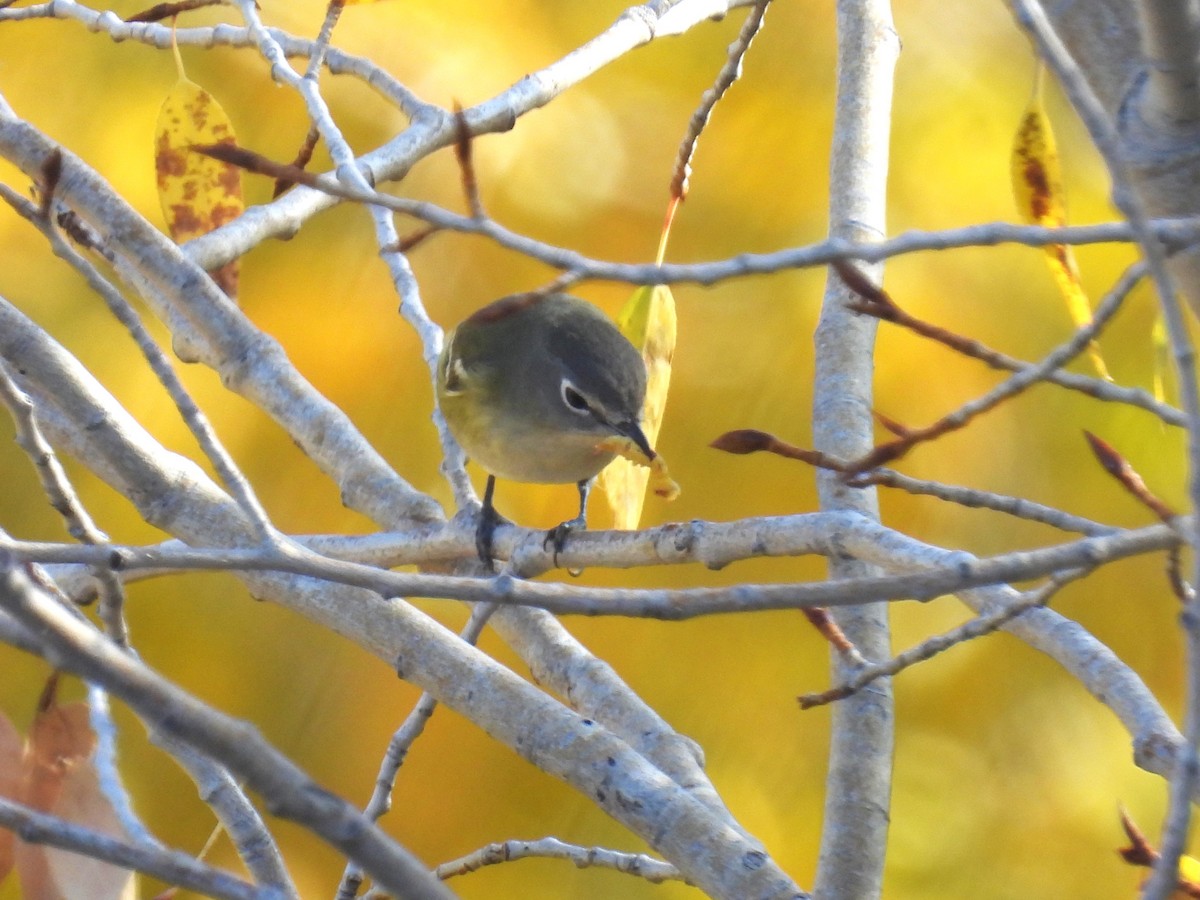 Vireo de Cassin - ML643246609