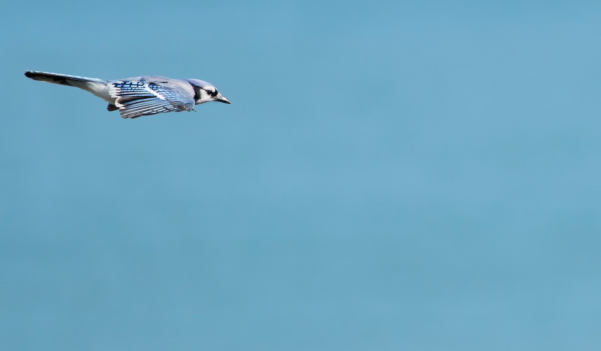 Blue Jay - ML643246610