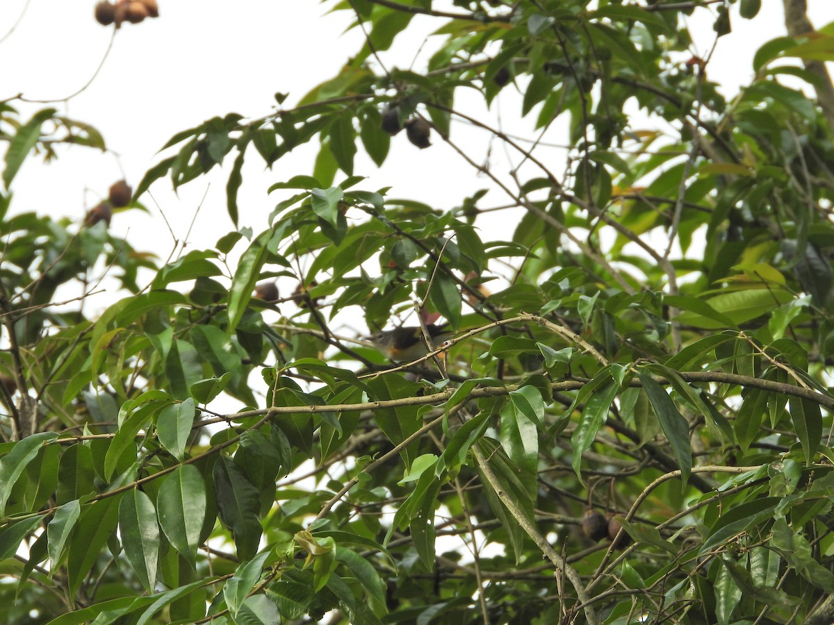 American Redstart - ML643246612