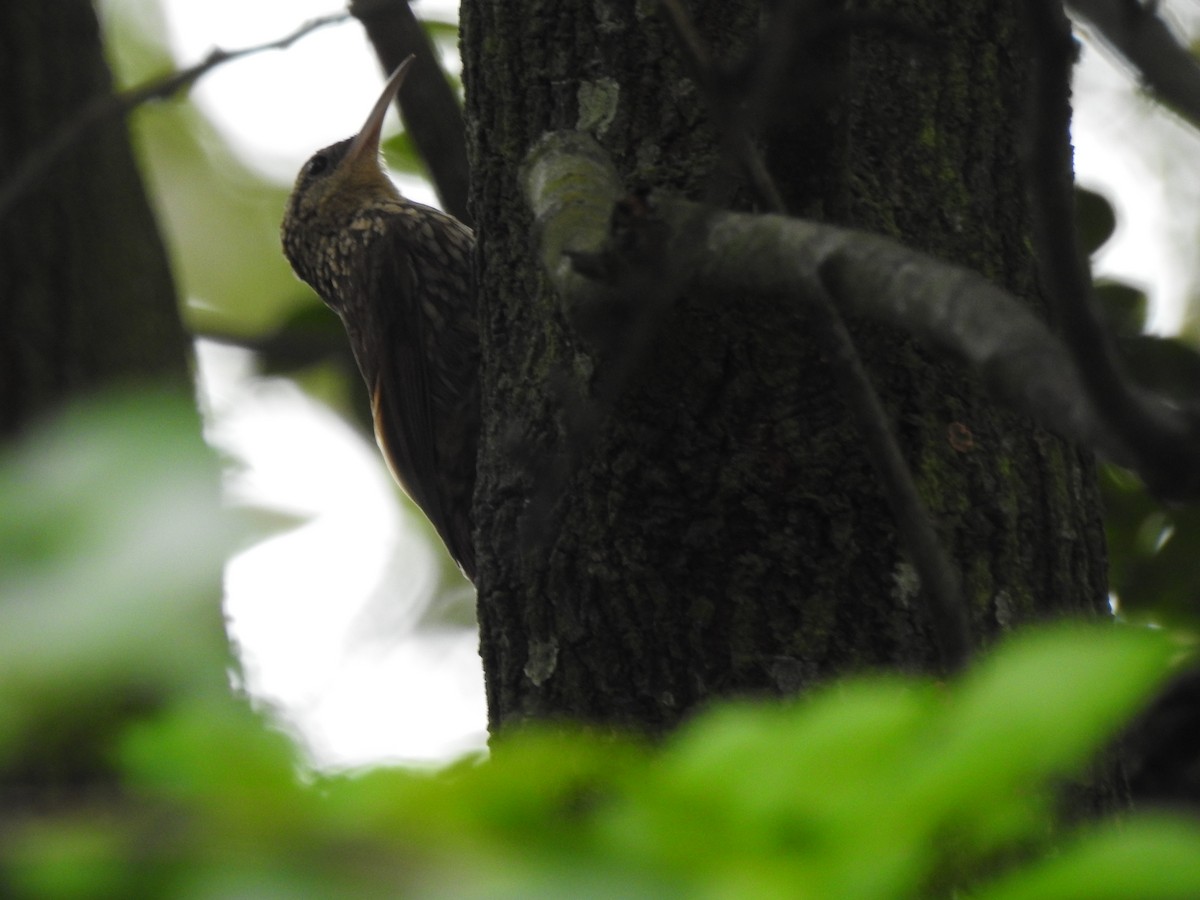 Lesser Woodcreeper - ML643246614