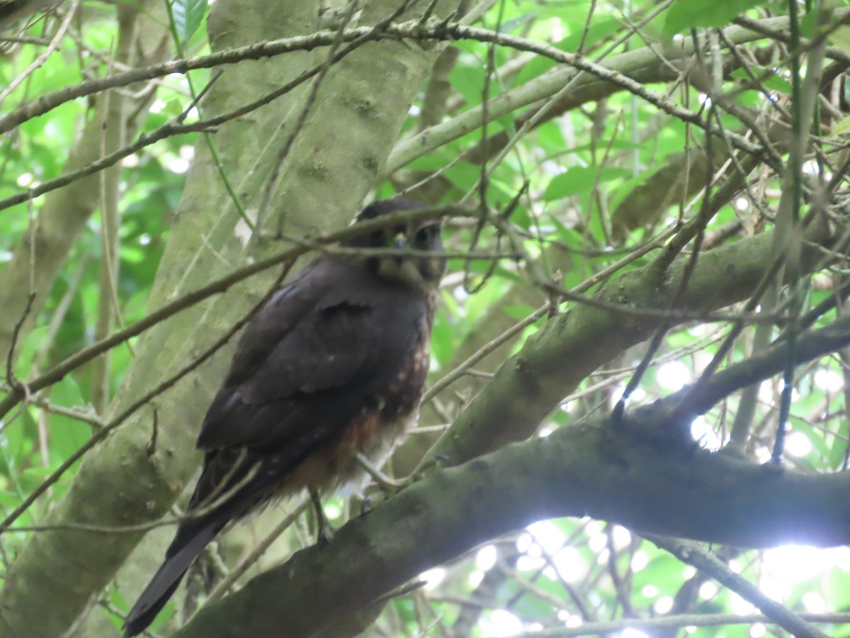 maorifalk - ML643246617