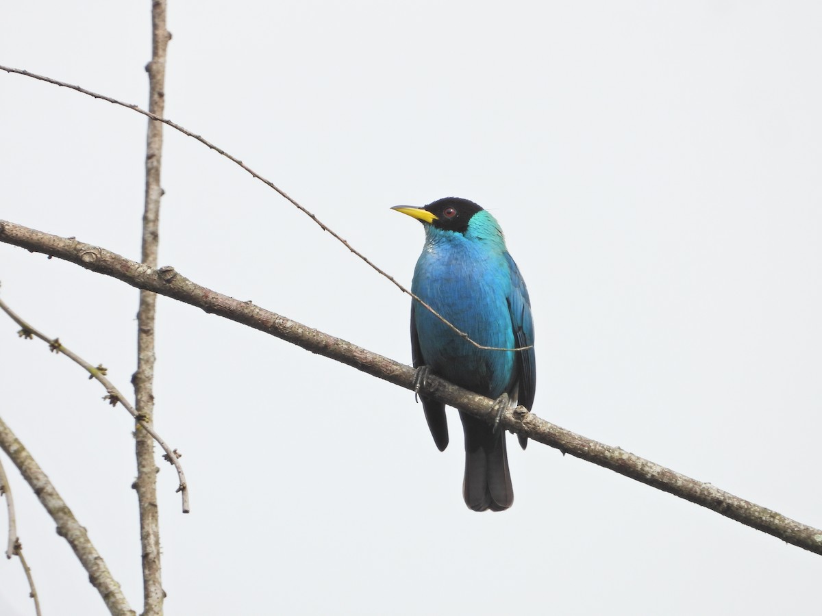 Green Honeycreeper - ML643246627