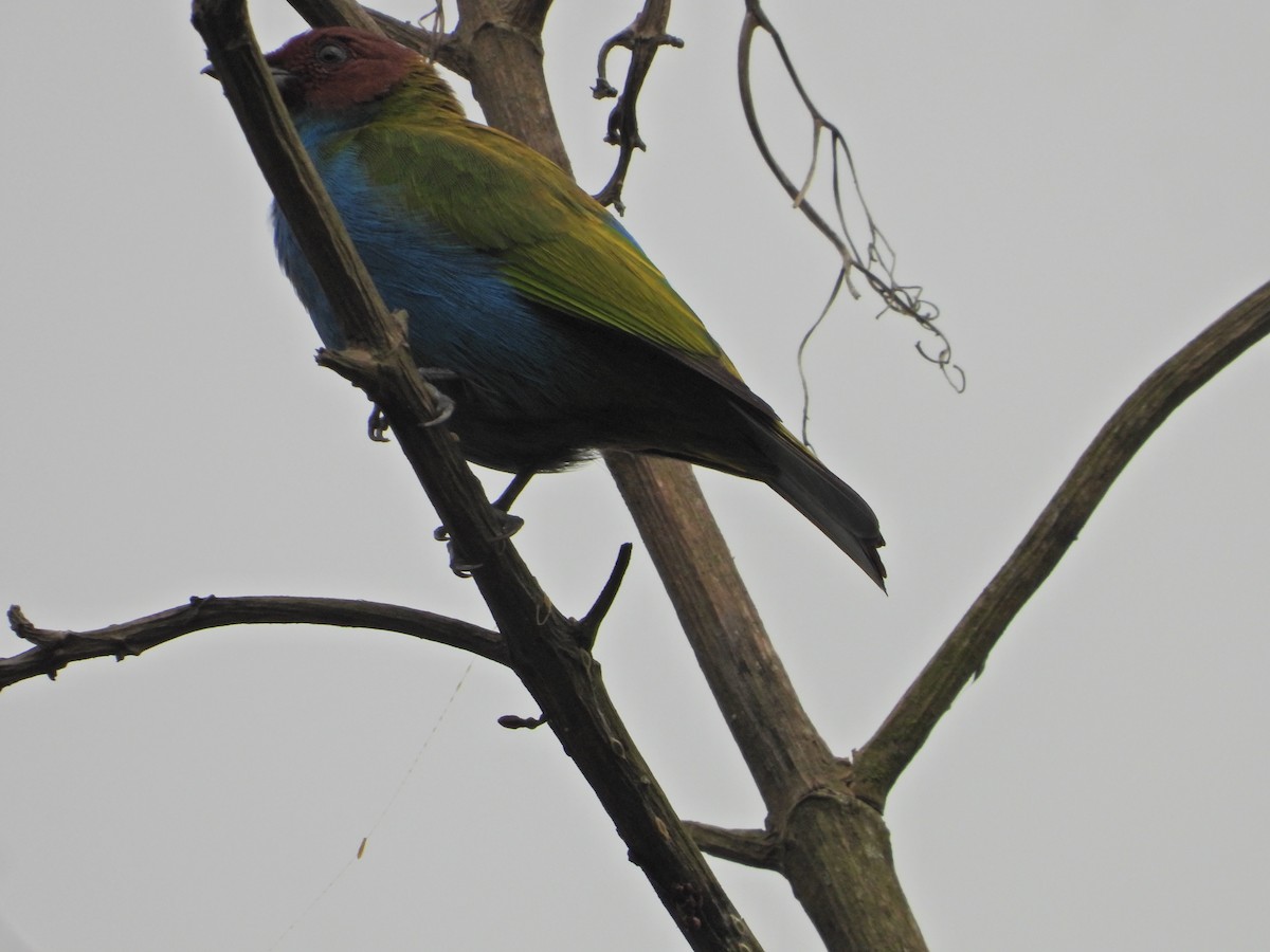 Bay-headed Tanager - ML643246630