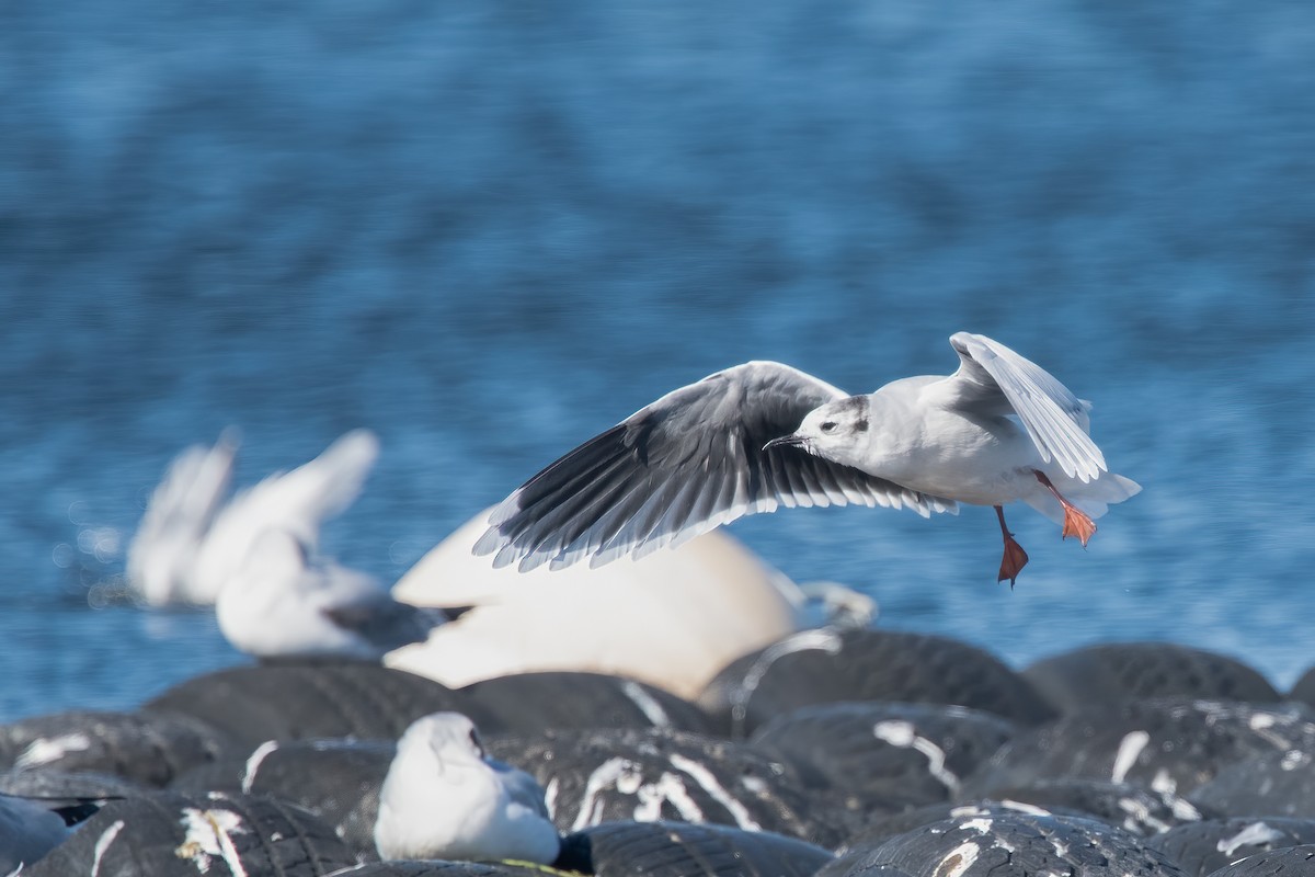 Mouette pygmée - ML643246697