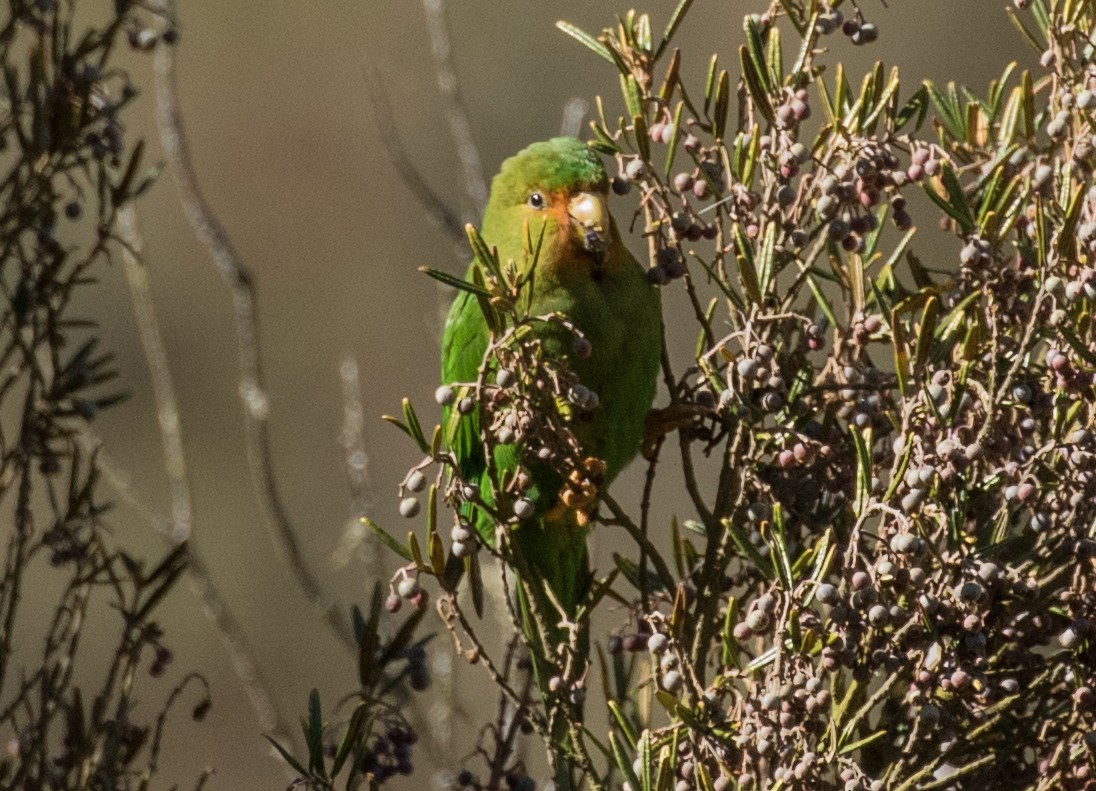 Rufous-fronted Parakeet - ML643246705