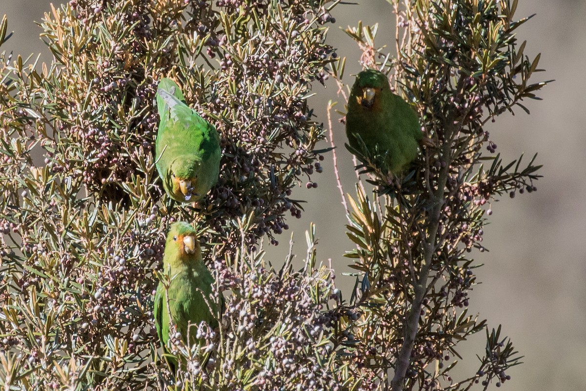 Rufous-fronted Parakeet - ML643246706