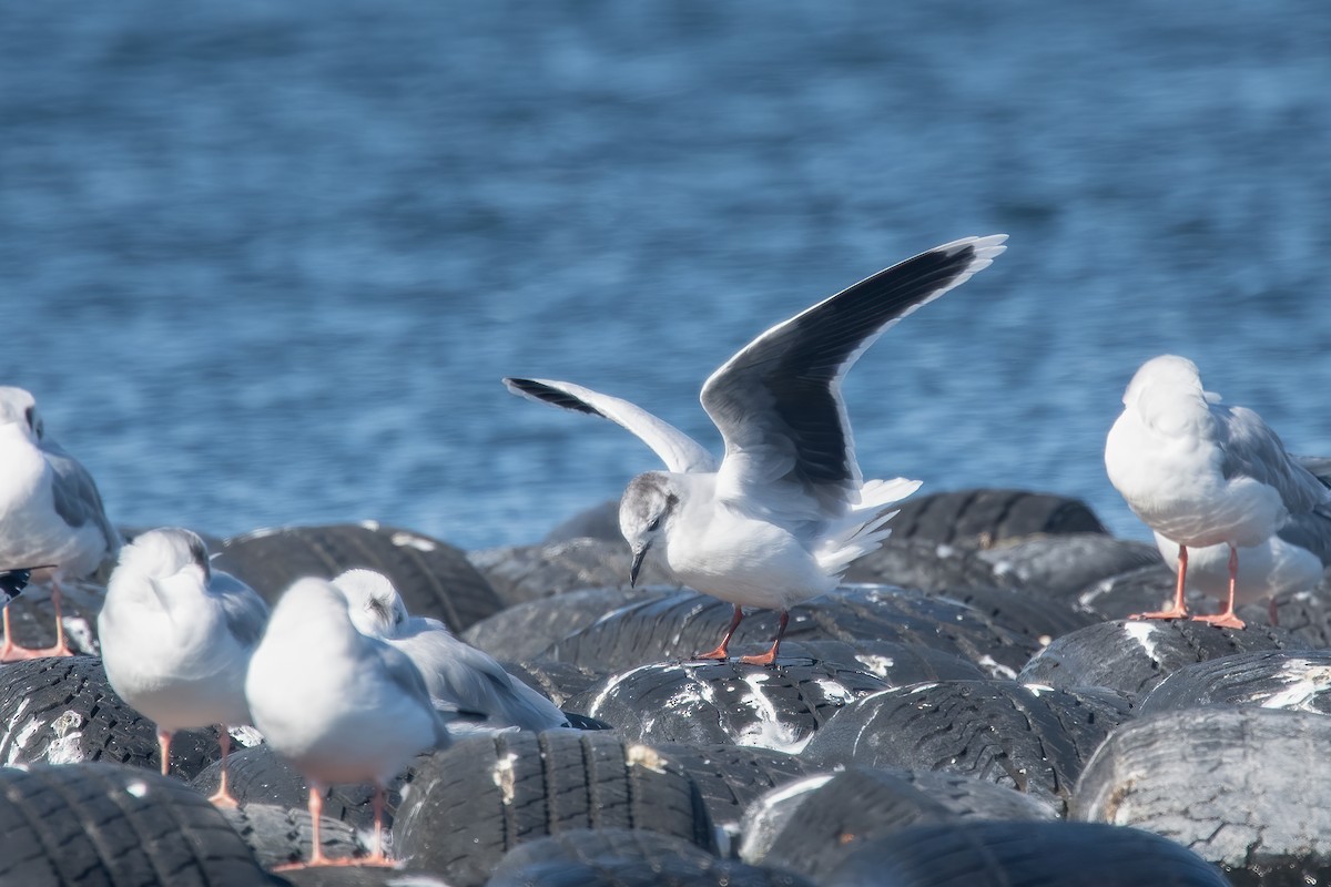 Mouette pygmée - ML643246713