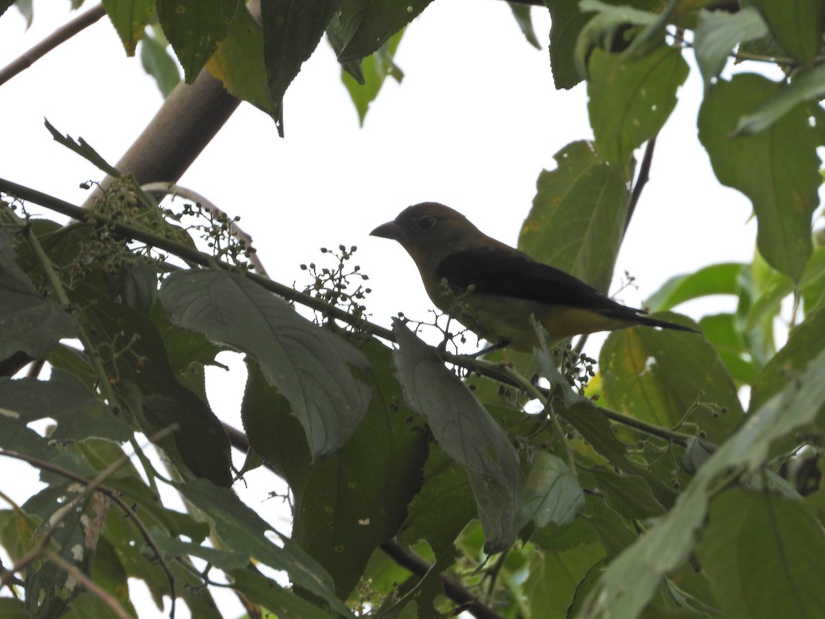 Scarlet Tanager - ML643246717