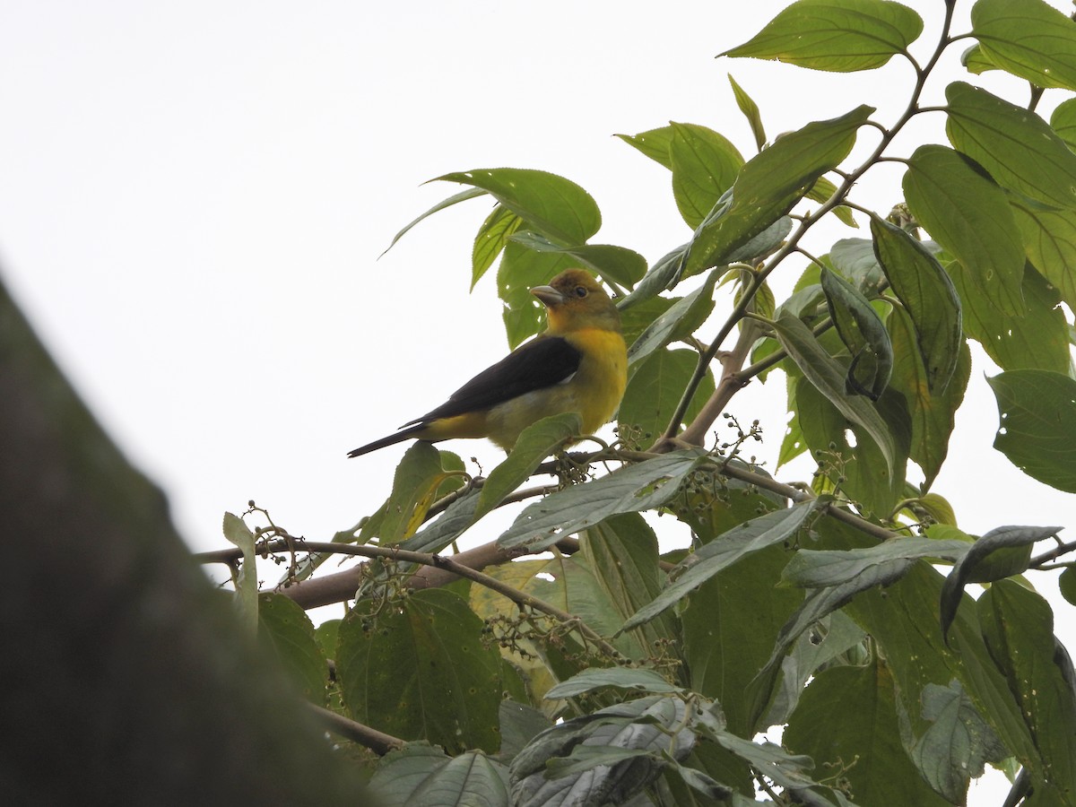 Scarlet Tanager - ML643246719