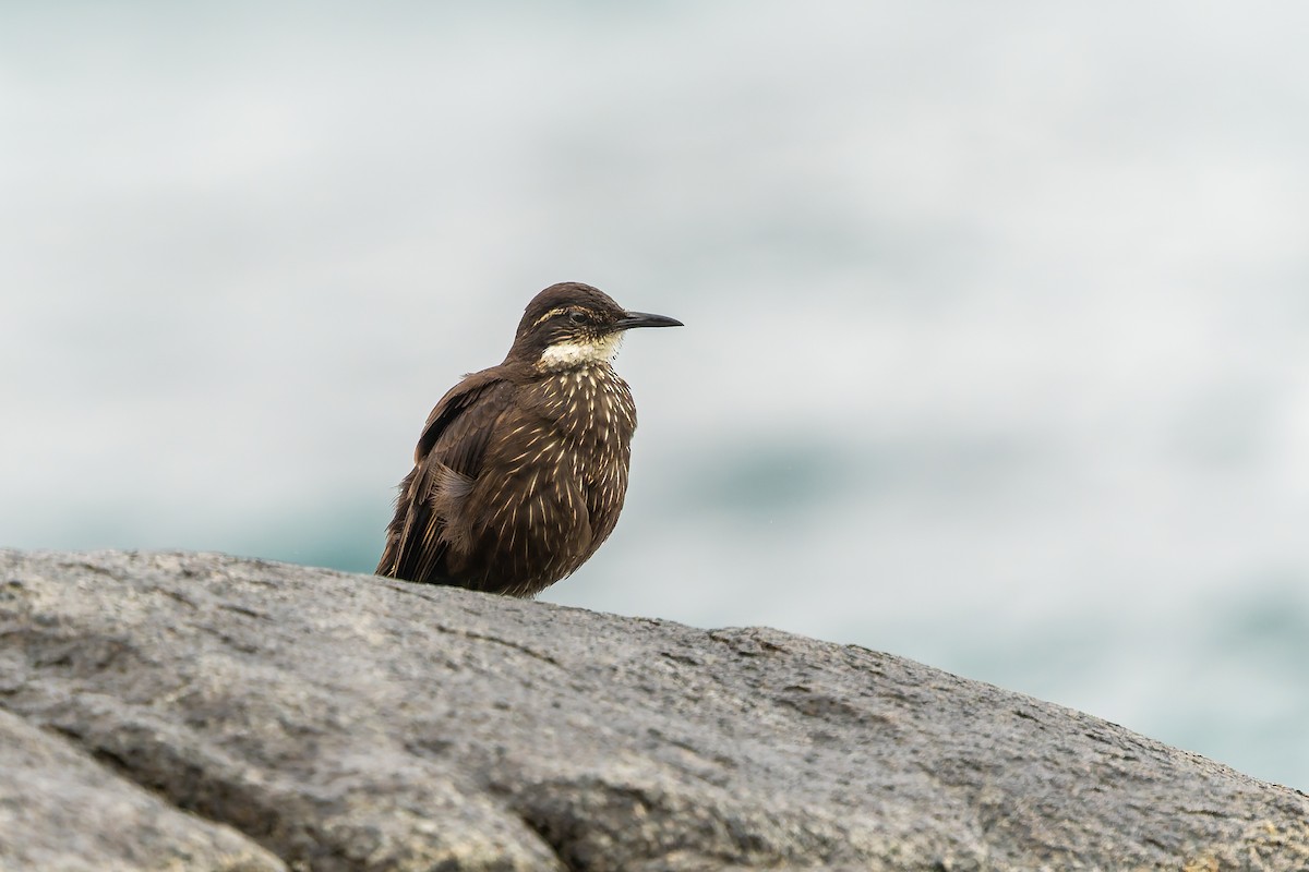 Seaside Cinclodes - ML643246728