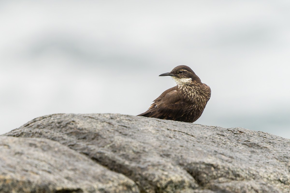 Seaside Cinclodes - ML643246729