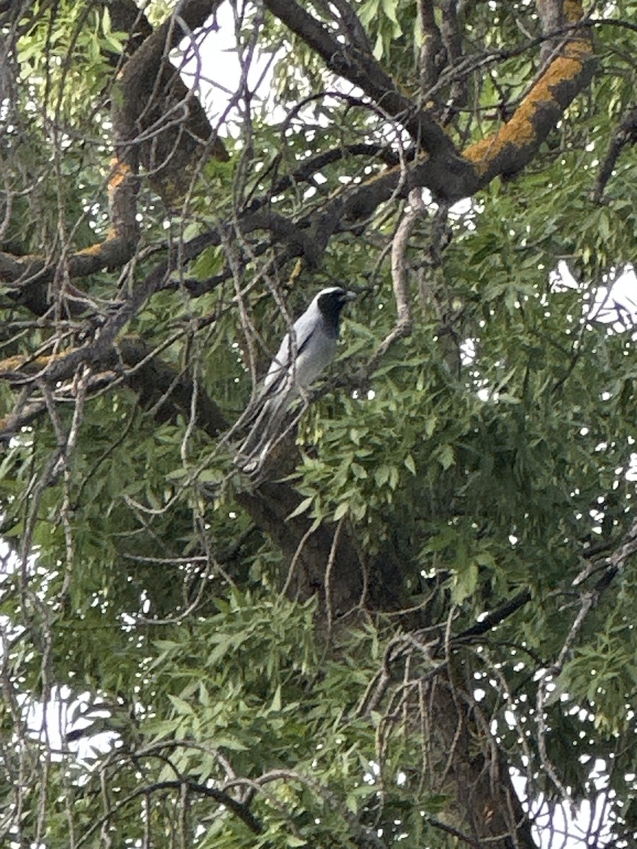 Black-faced Cuckooshrike - ML643246730