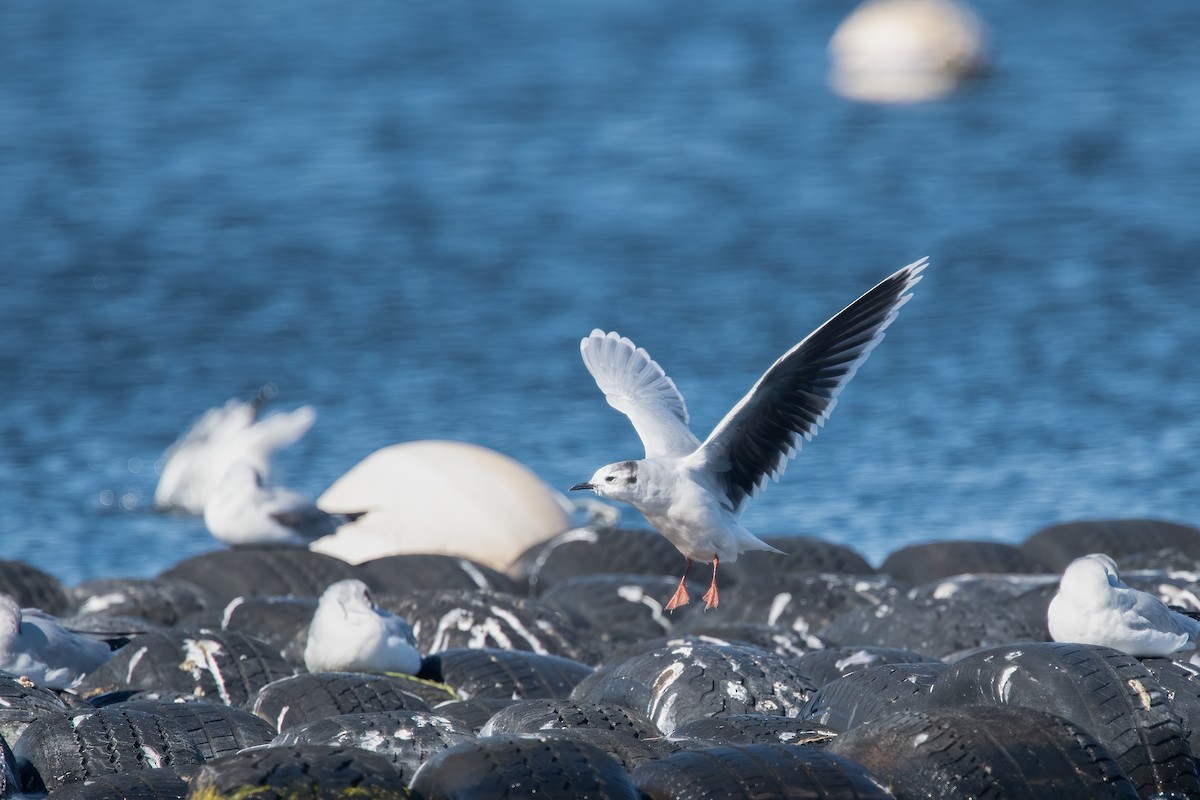 Mouette pygmée - ML643246736