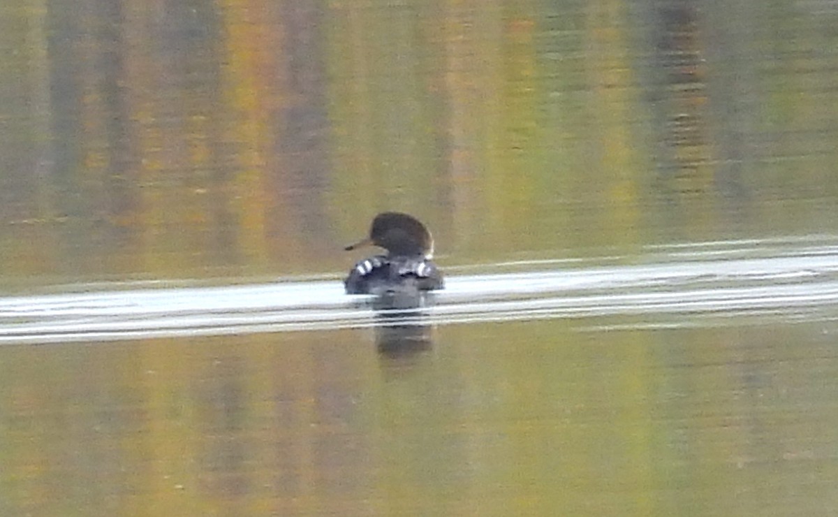 Hooded Merganser - ML643246738