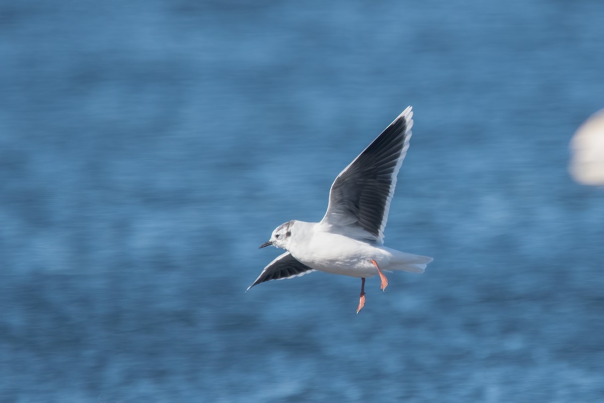 Mouette pygmée - ML643246741