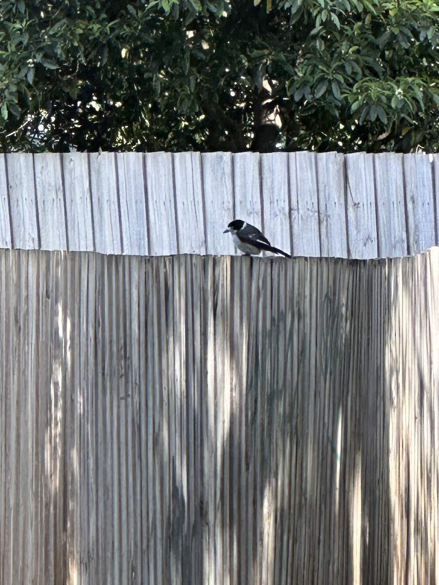 Gray Butcherbird - ML643246742