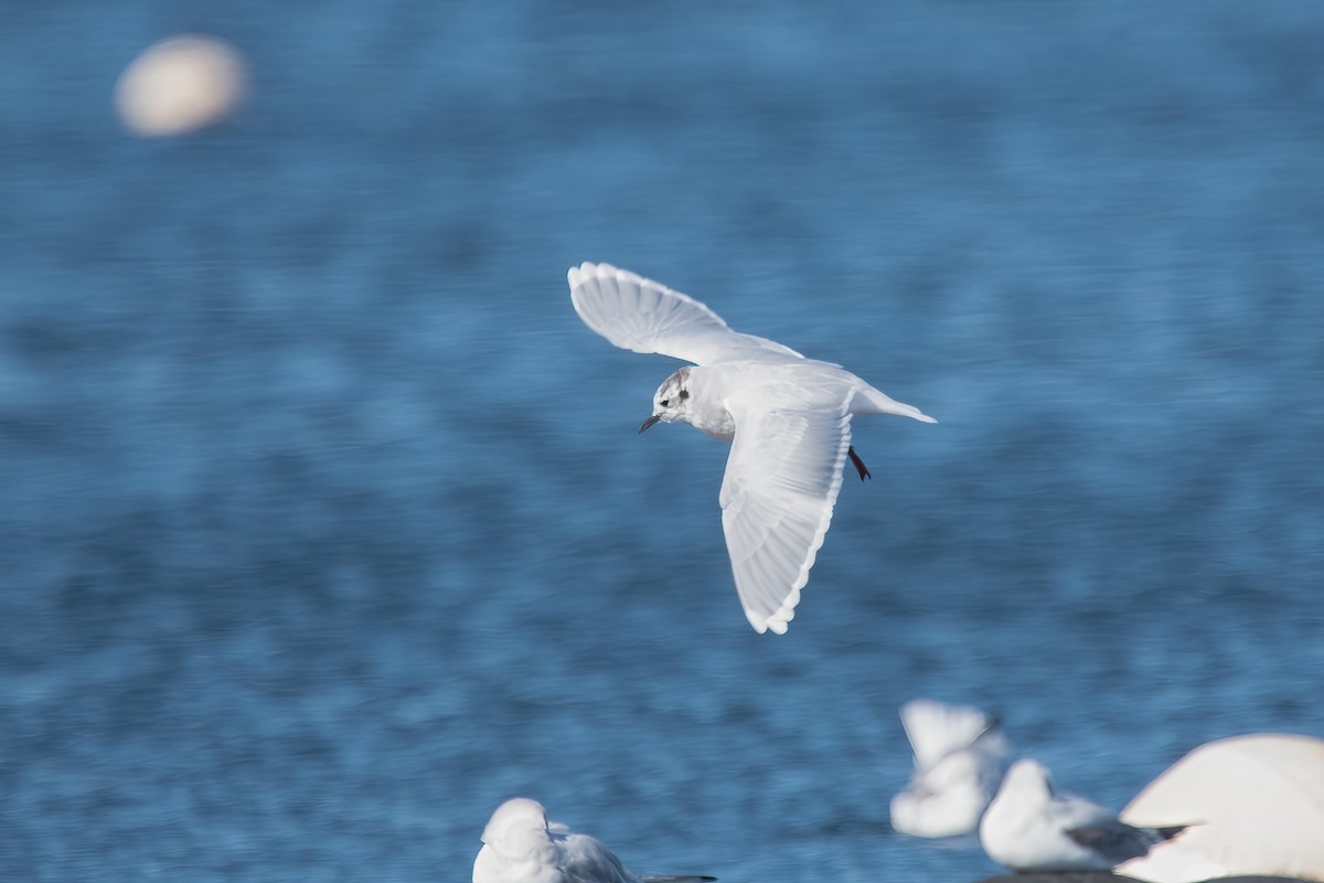 Mouette pygmée - ML643246745