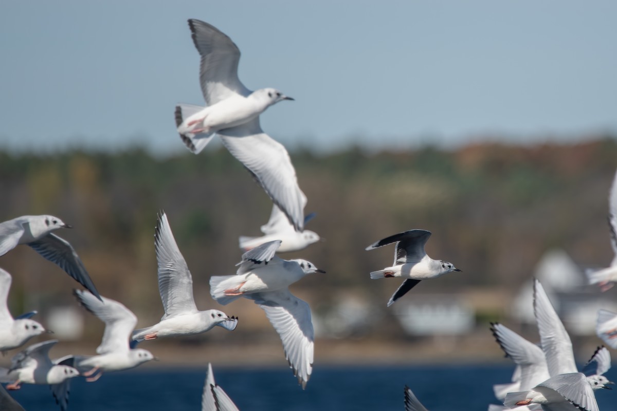 Mouette pygmée - ML643246751