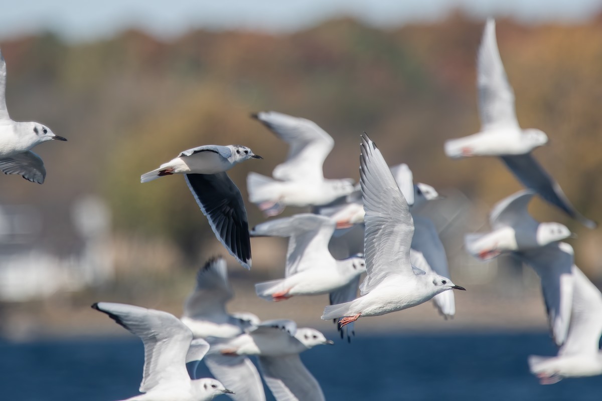 Mouette pygmée - ML643246754