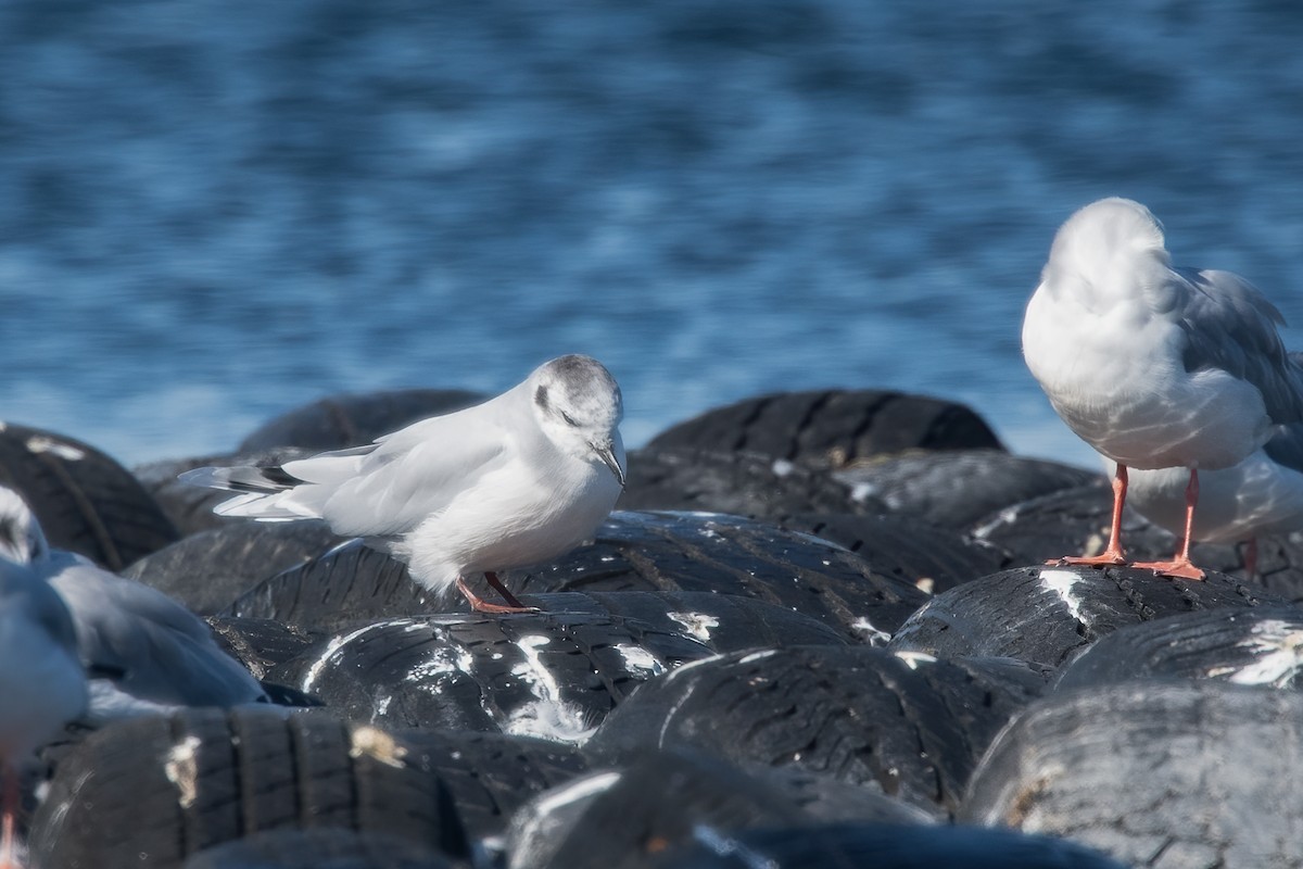 Mouette pygmée - ML643246756