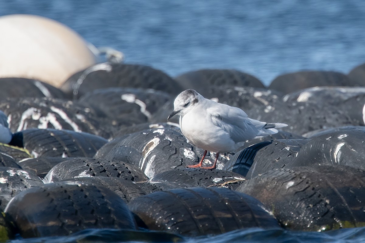 Mouette pygmée - ML643246758