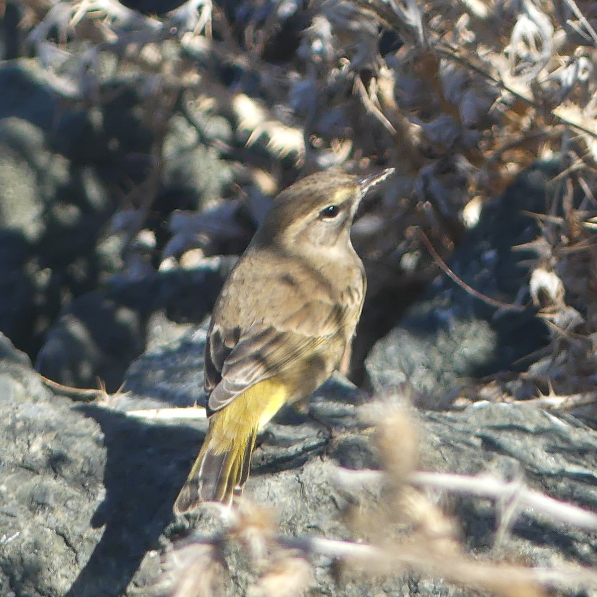 Palm Warbler - ML643246759