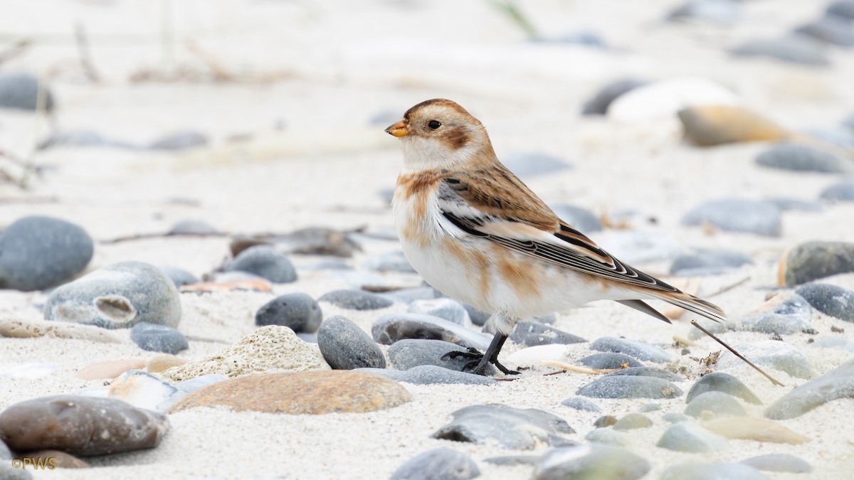 Snow Bunting - ML643246775