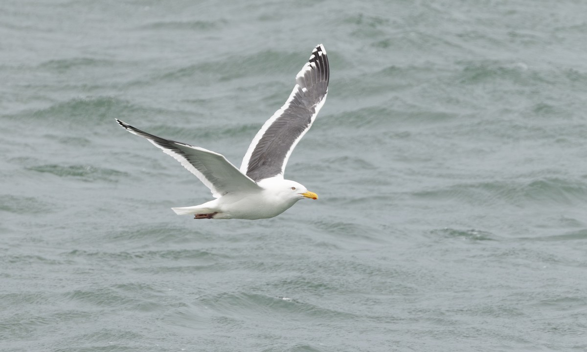 Slaty-backed Gull - ML643246795