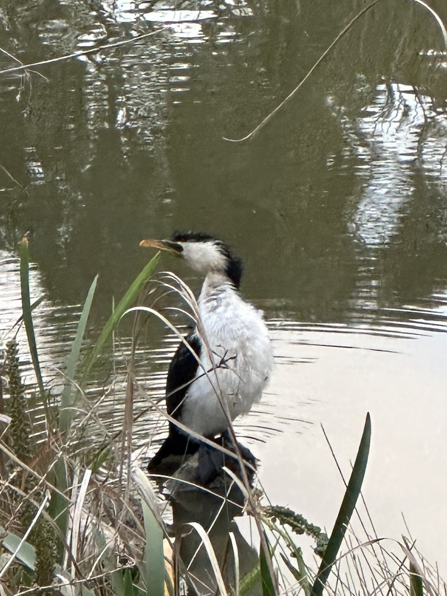 Little Pied Cormorant - ML643246802