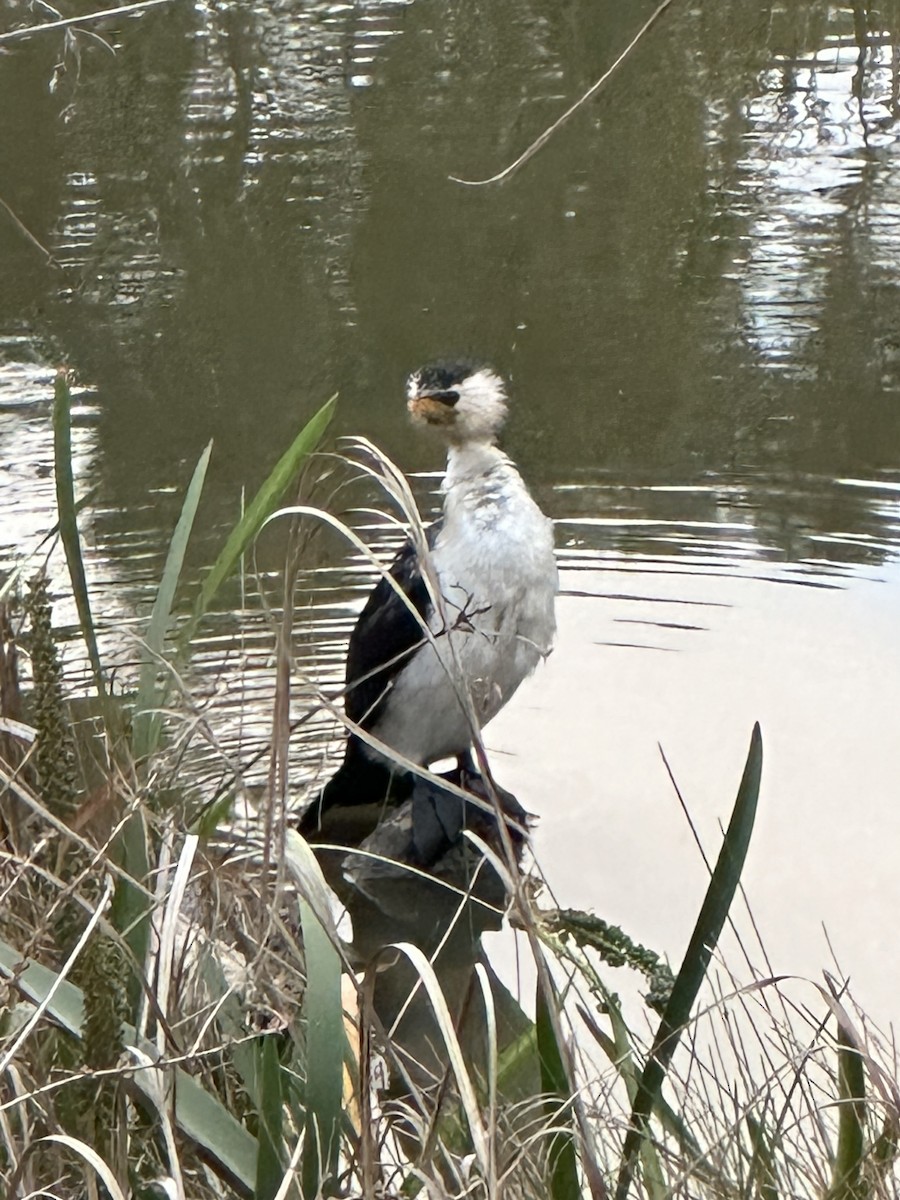 Little Pied Cormorant - ML643246803