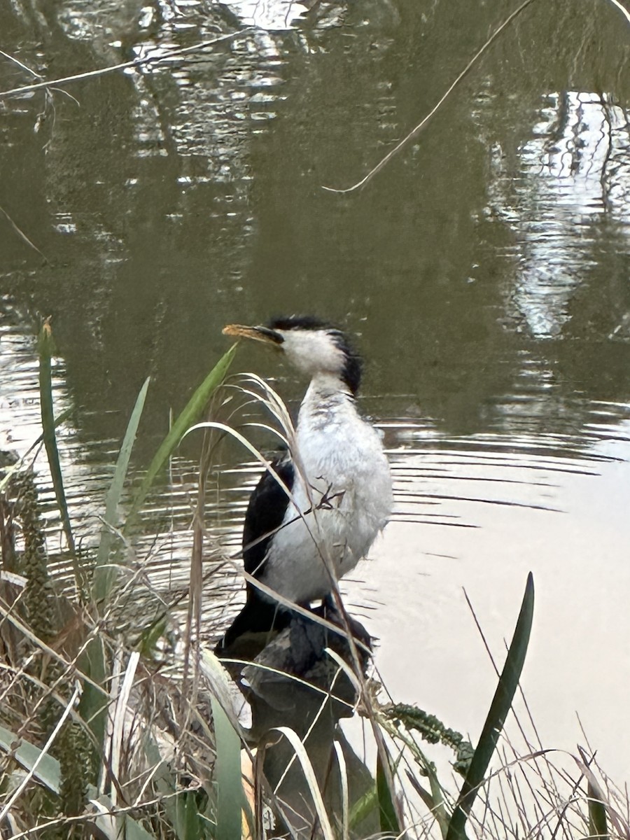 Little Pied Cormorant - ML643246804