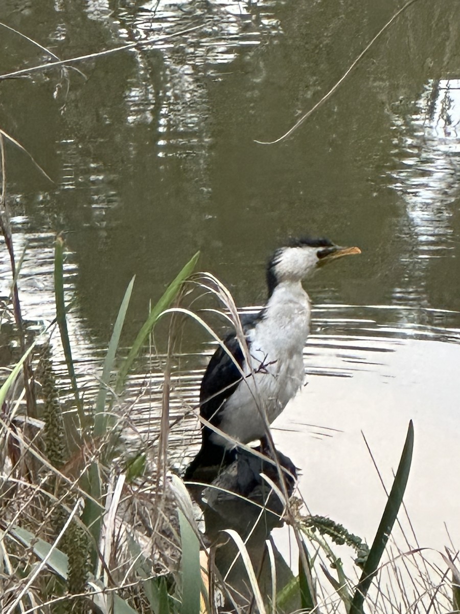 Little Pied Cormorant - ML643246805
