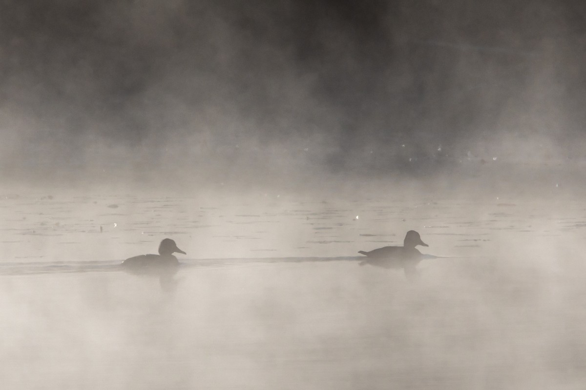 Ring-necked Duck - ML643246812