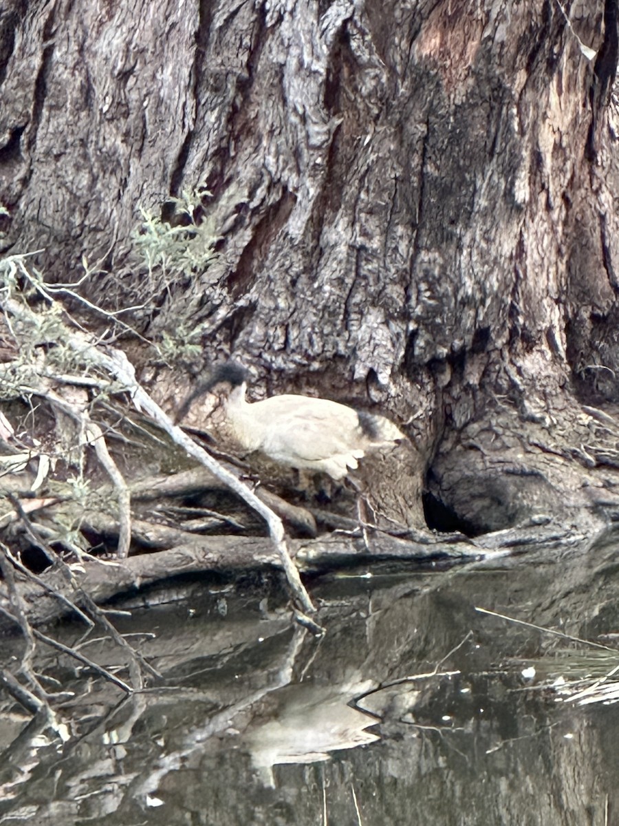 Australian Ibis - ML643246827
