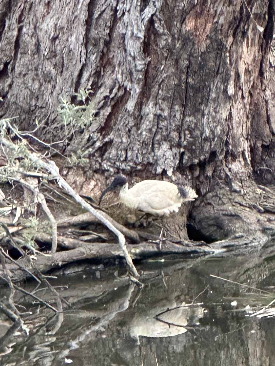 Australian Ibis - ML643246828