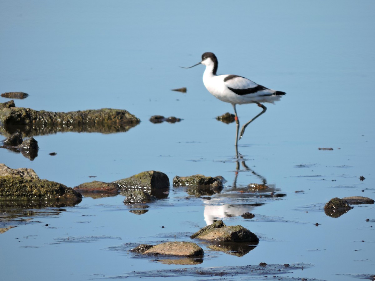 Avocetta - ML643246848