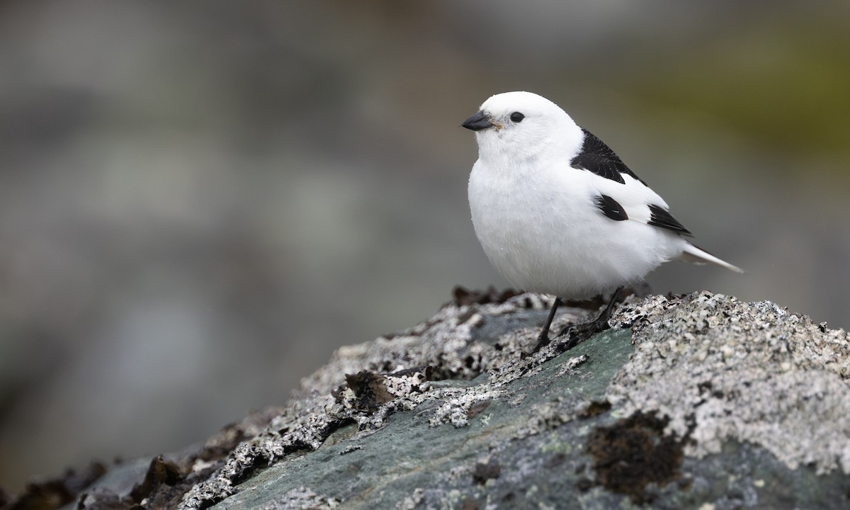 Snow Bunting - ML643246849