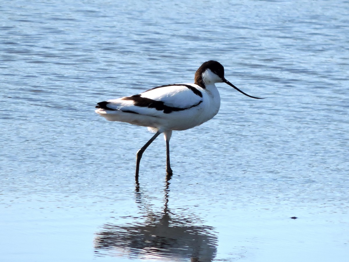Avocetta - ML643246850