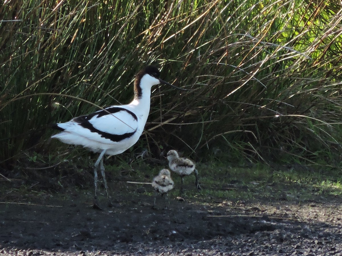 Avocetta - ML643246851
