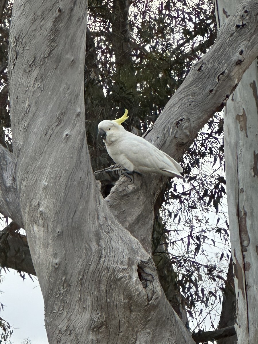 Sulphur-crested Cockatoo - ML643246852