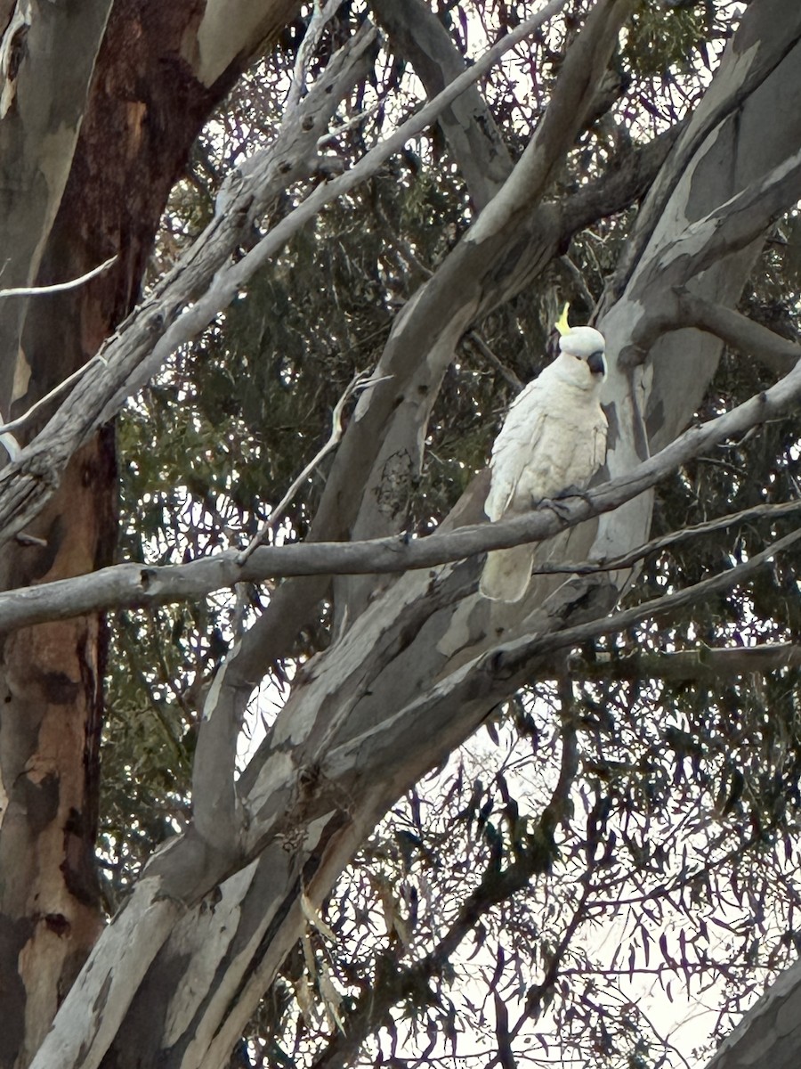 Sulphur-crested Cockatoo - ML643246853