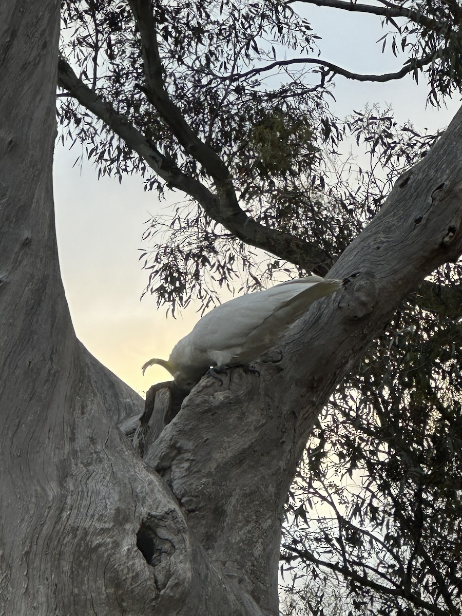 Sulphur-crested Cockatoo - ML643246854