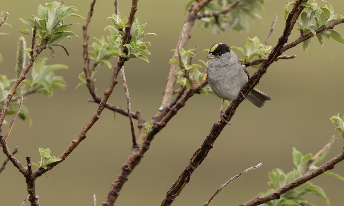 Golden-crowned Sparrow - ML643246882