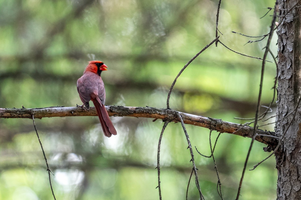 Northern Cardinal - ML643246896