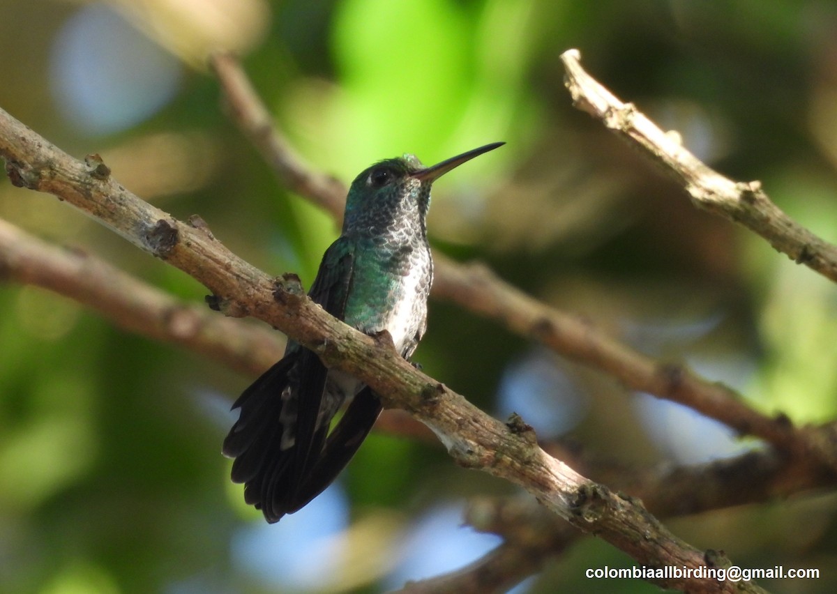 Glittering-throated Emerald - ML643246909