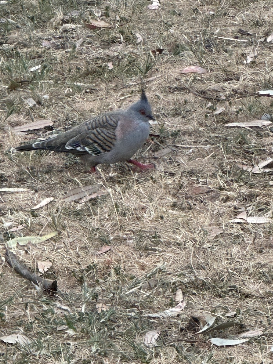Crested Pigeon - ML643246913